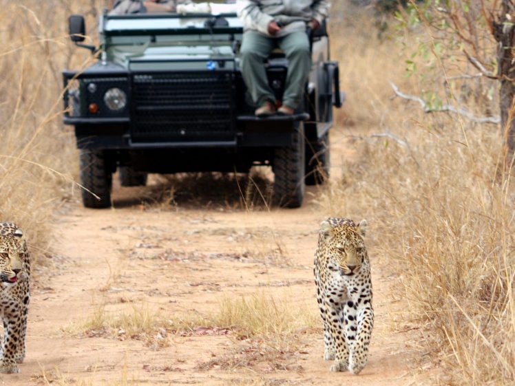 Safari in Africa